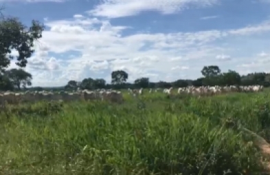 Fazenda para venda em Curvelo
